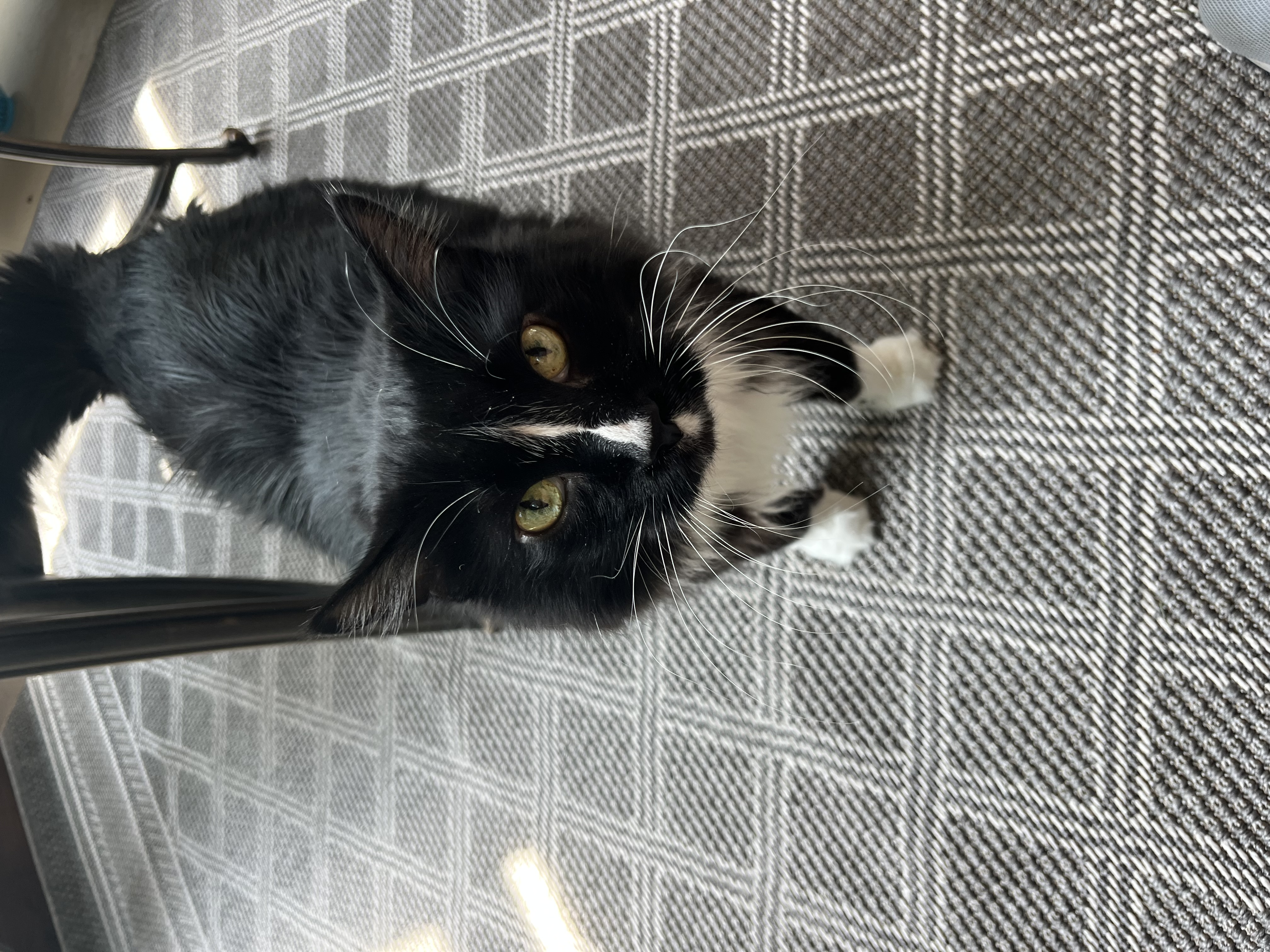 Black and white tuxedo cat named Tuxedo looking at camera.